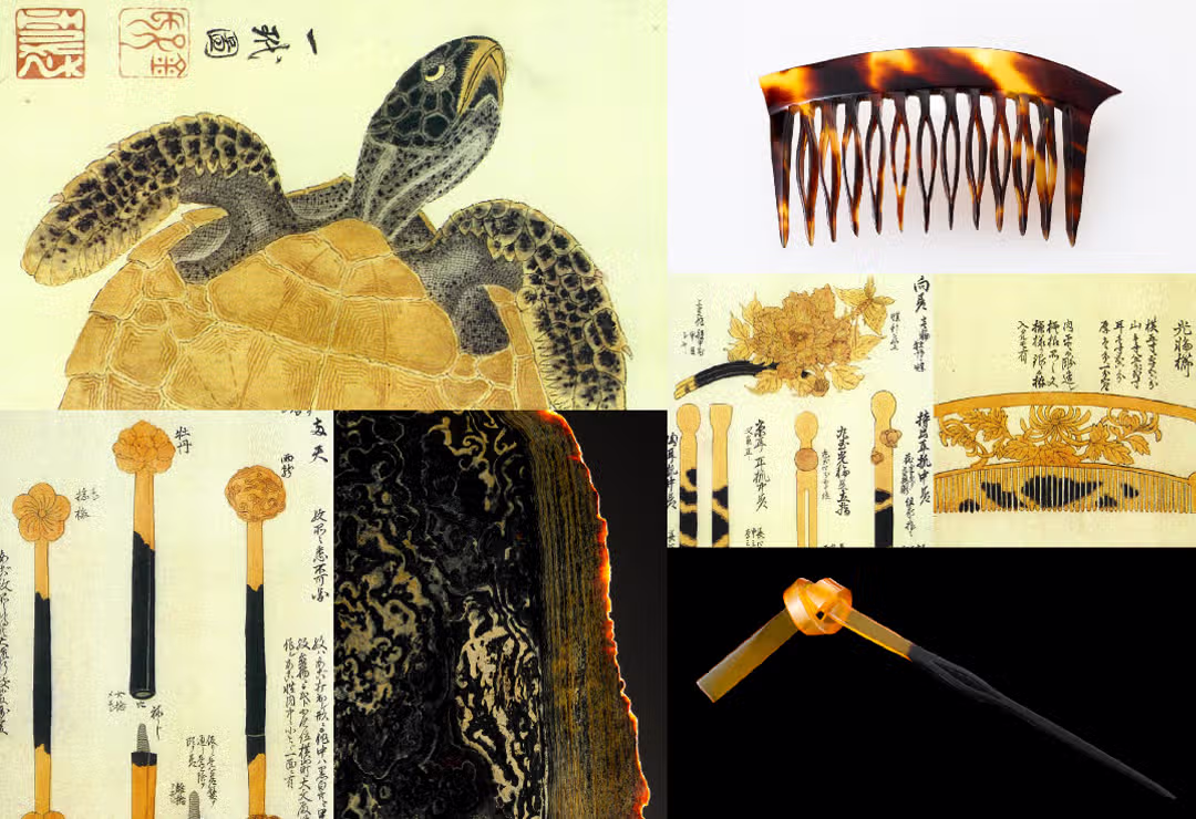 鼈甲の歴史