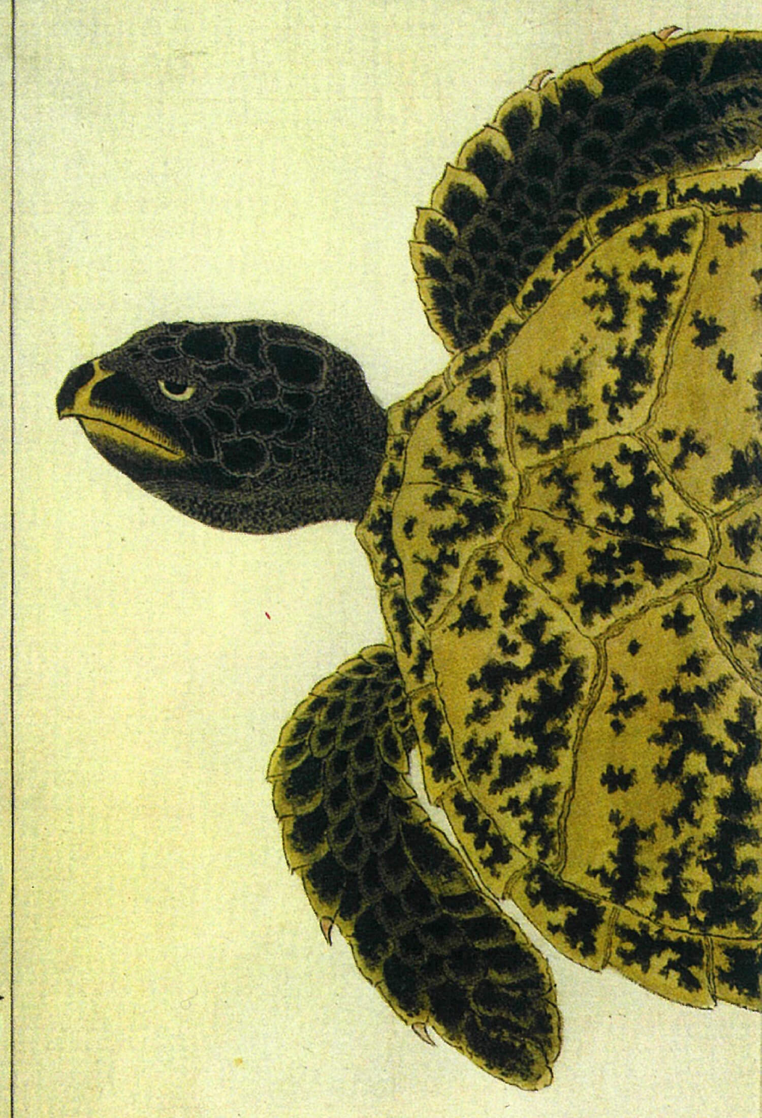 BEKKO TAIMAI
